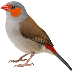 Orange-cheeked Waxbill